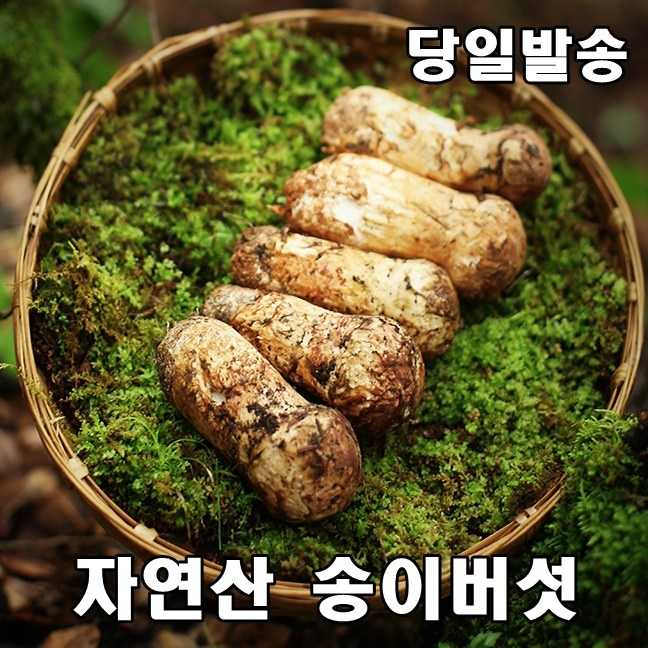 2023년 최고급 자연산 송이 버섯 자연 추석 설날 명절 선물세트 500g